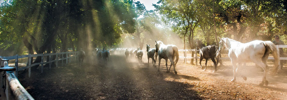 Štanjel - Škocjan - Lipica - Ankaran